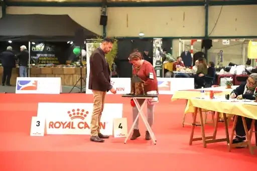 CH. los chatos del norte Don't stop me now dit MARCEL