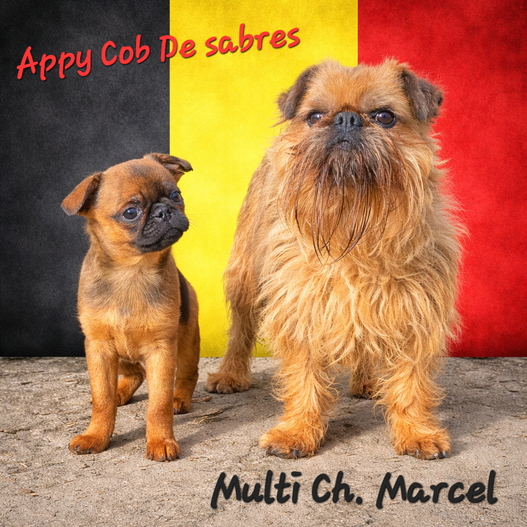 CH. los chatos del norte Don't stop me now dit MARCEL