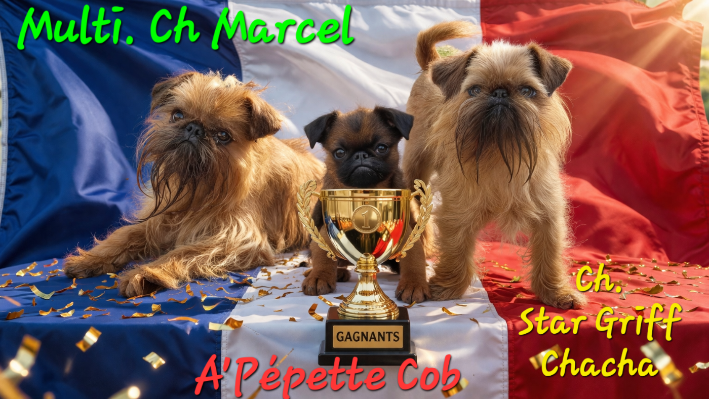 CH. los chatos del norte Don't stop me now dit MARCEL