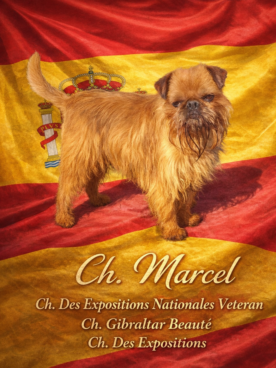 CH. los chatos del norte Don't stop me now dit MARCEL