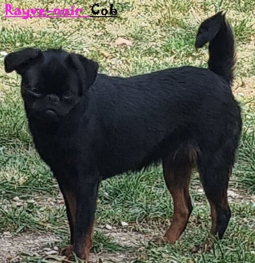 Rayve noir Cob  de Sabres