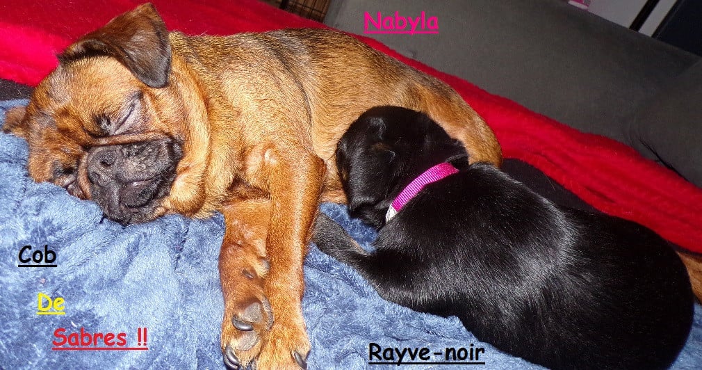 Rayve noir Cob  de Sabres