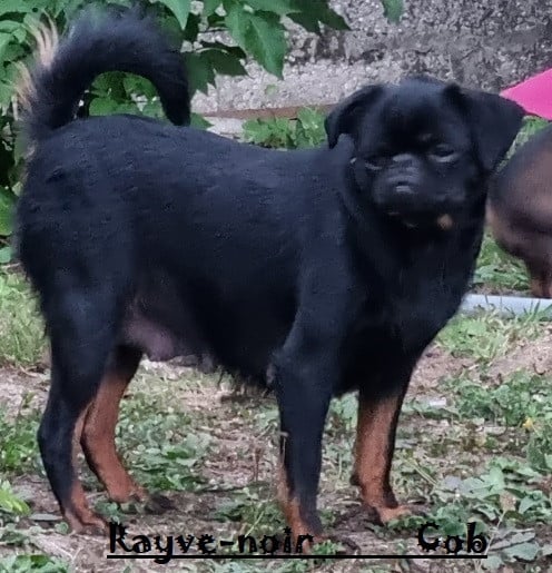 Rayve noir Cob  de Sabres