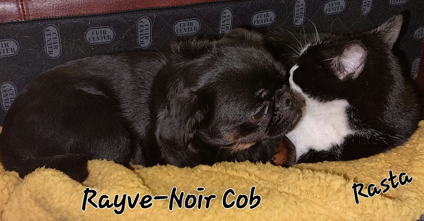 Rayve noir Cob  de Sabres