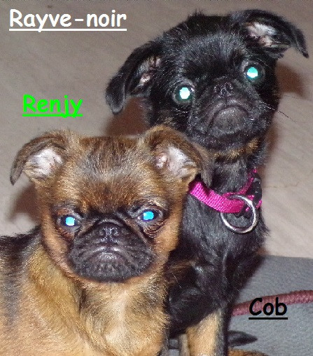 Rayve noir Cob  de Sabres