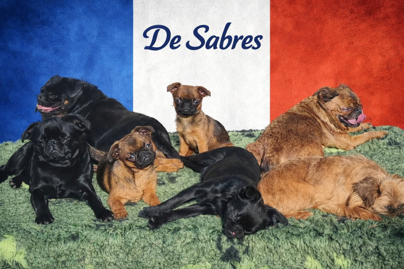 Publication : de Sabres Auteur : De Sabres Mme Marchwacki brigitt
