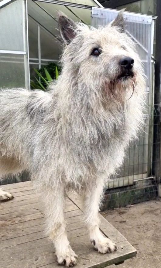 Publication : de Sabres Auteur : De Sabres Brigitte