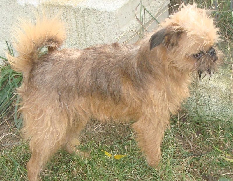 Publication : de Sabres Auteur : De Sabres...