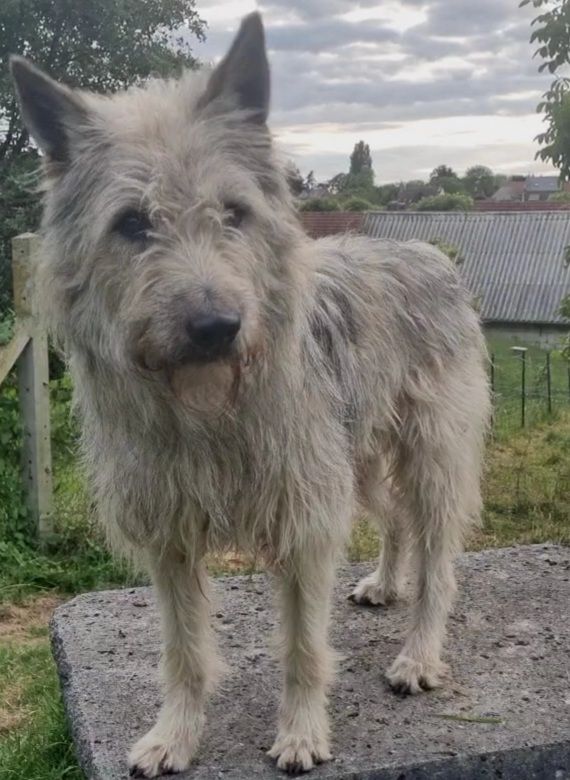 Publication : de Sabres Auteur : De Sabres Brigitte