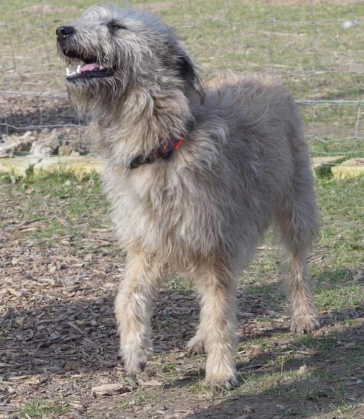 Publication : de Sabres Auteur : De Sabres Brigitte