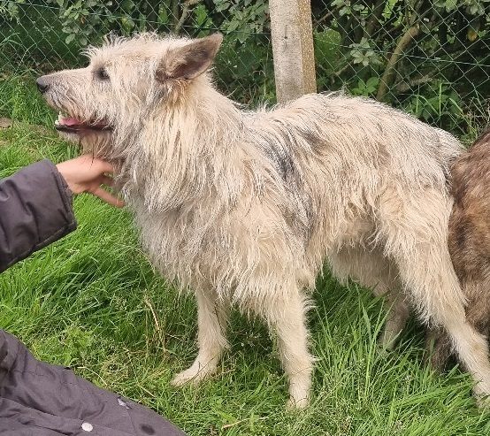 Publication : de Sabres Auteur : De Sabres Brigitte