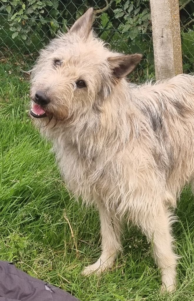 Publication : de Sabres Auteur : De Sabres Brigitte