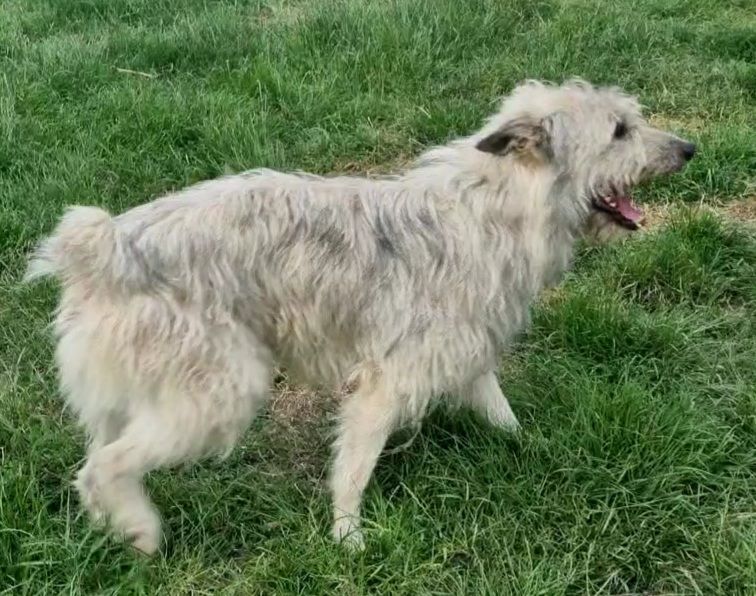 Publication : de Sabres Auteur : De Sabres Brigitte