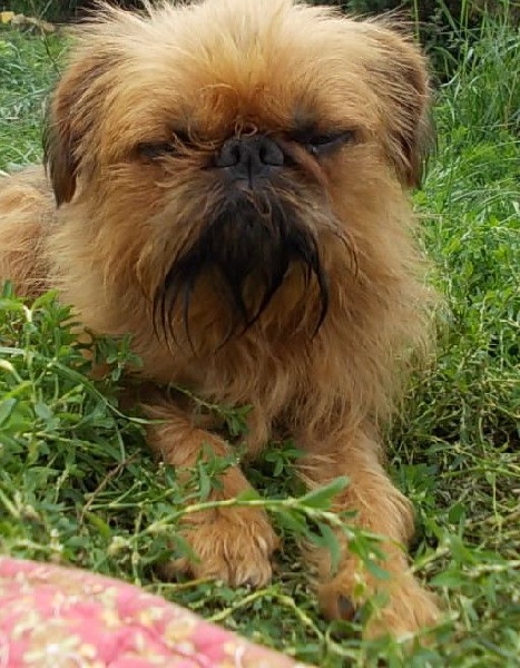 Publication : de Sabres Auteur : De Sabres...