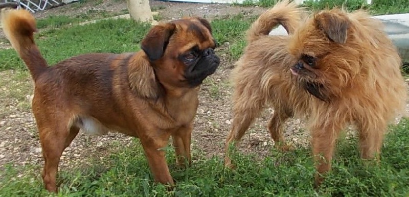 Publication : de Sabres Auteur : De Sabres...