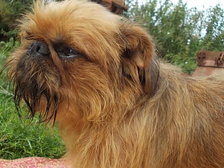 Publication : de Sabres Auteur : De Sabres...