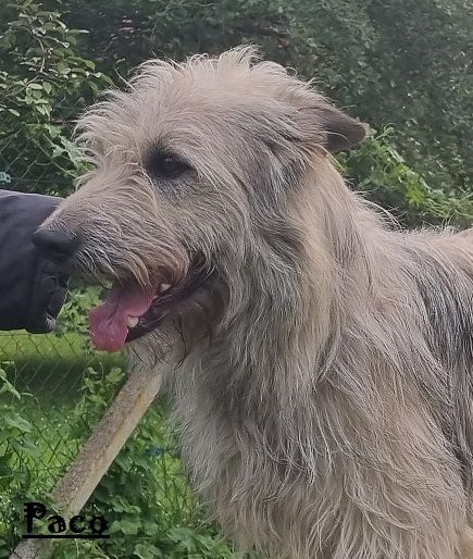 Publication : de Sabres Auteur : De Sabres Brigitte