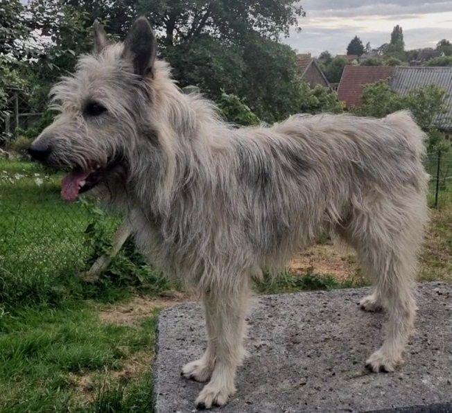 Publication : de Sabres Auteur : De Sabres Brigitte