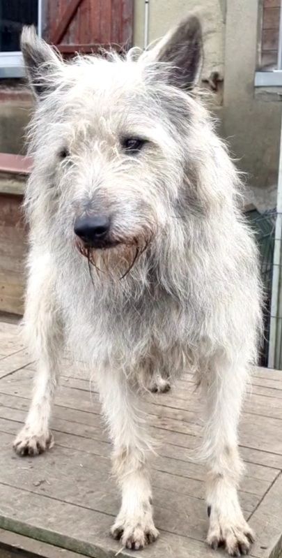 Publication : de Sabres Auteur : De Sabres Brigitte