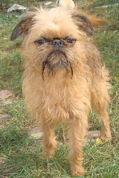 Publication : de Sabres Auteur : De Sabres...