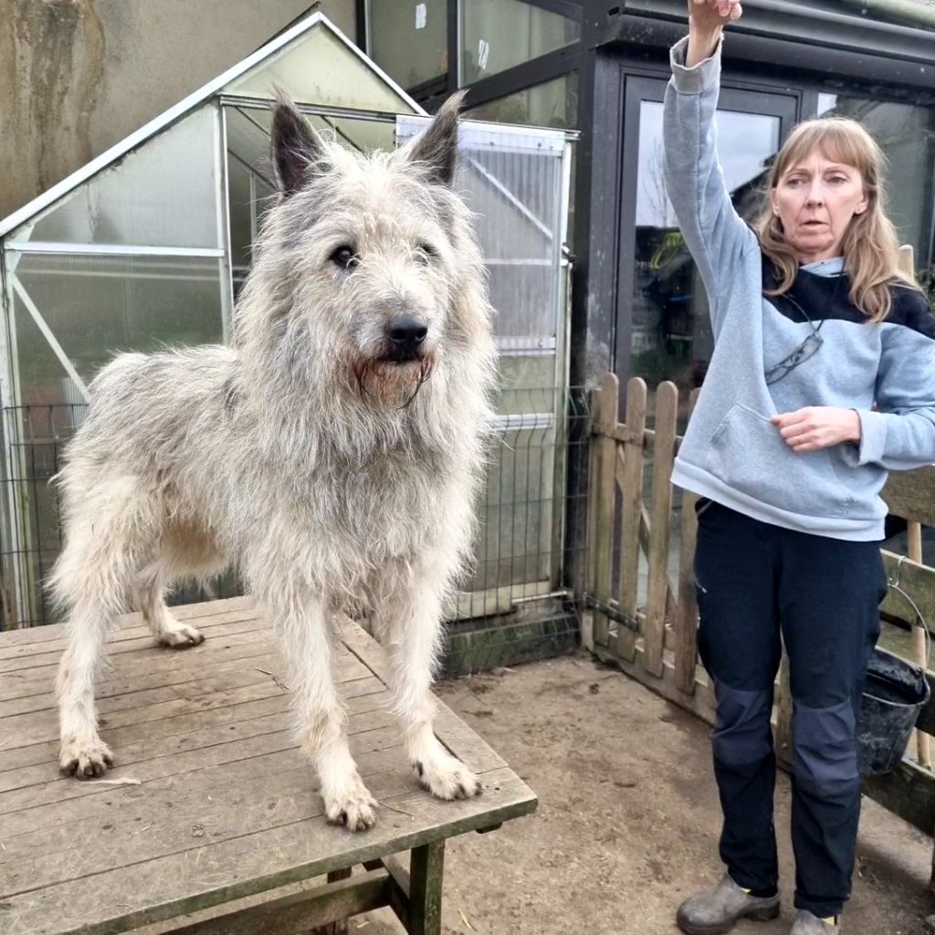 Publication : de Sabres Auteur : De Sabres Brigitte