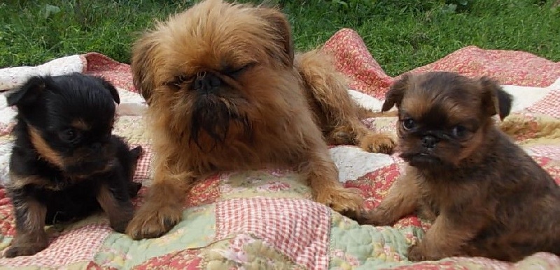 Publication : de Sabres Auteur : De Sabres...