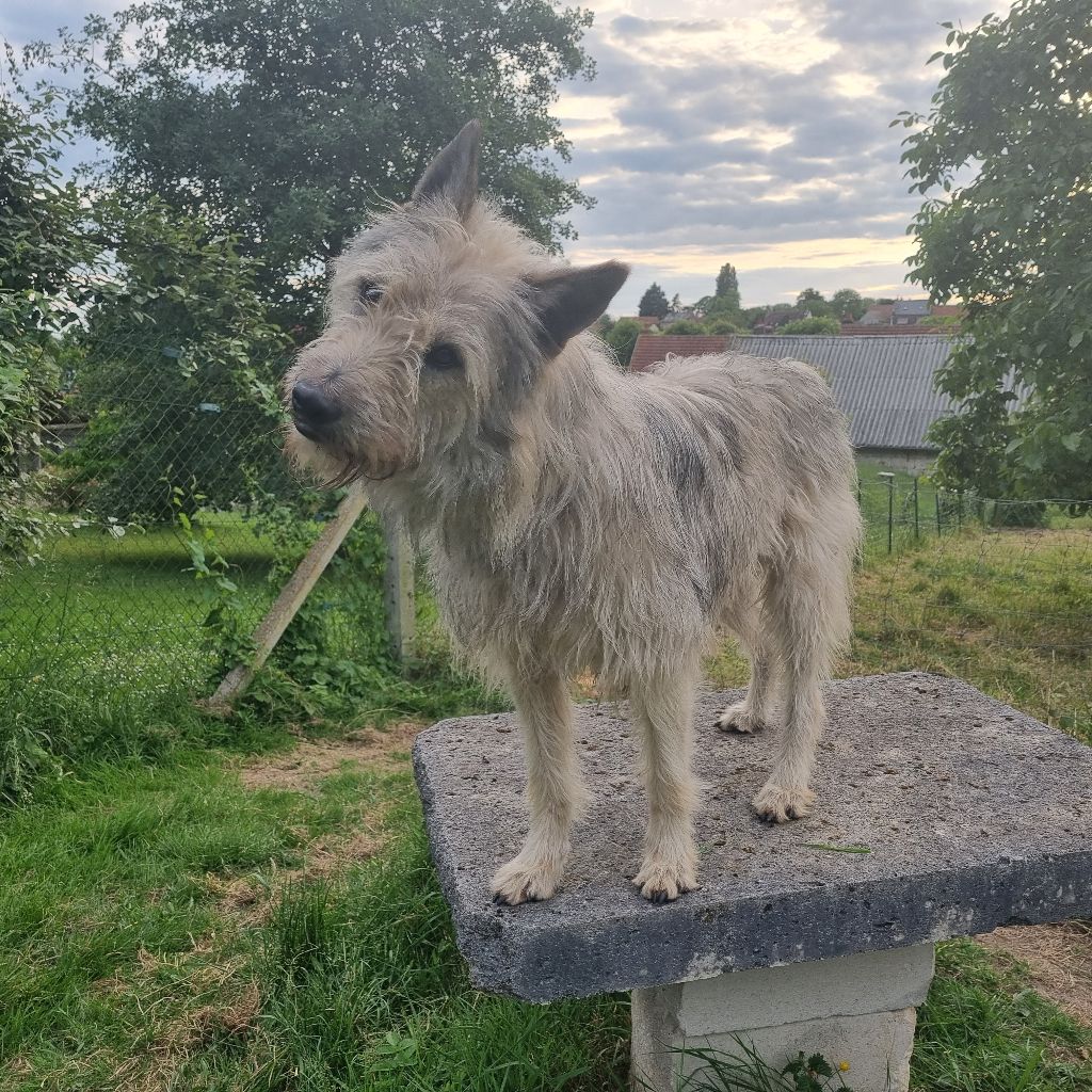 Publication : de Sabres Auteur : De Sabres Brigitte