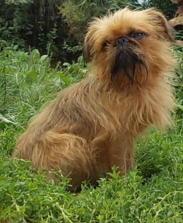 Publication : de Sabres Auteur : De Sabres...