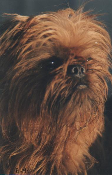 Publication : de Sabres Auteur : Bull De Sabres...