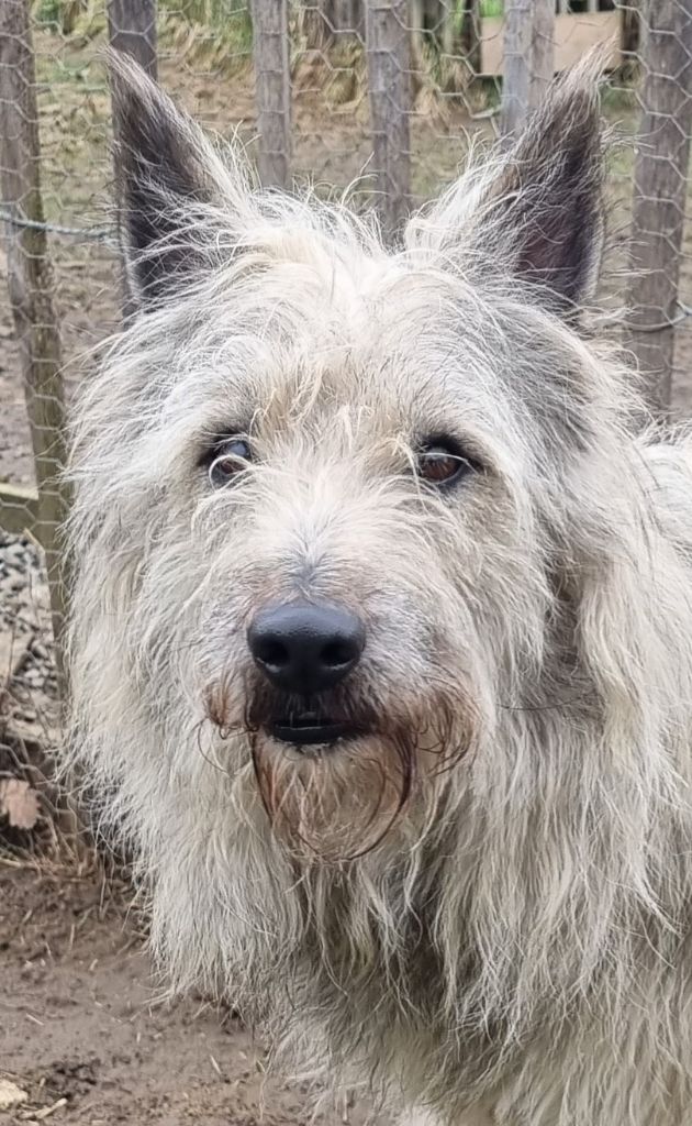 Publication : de Sabres Auteur : De Sabres Brigitte