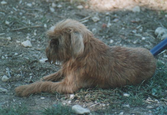 Publication : de Sabres Auteur : Bull De Sabres...