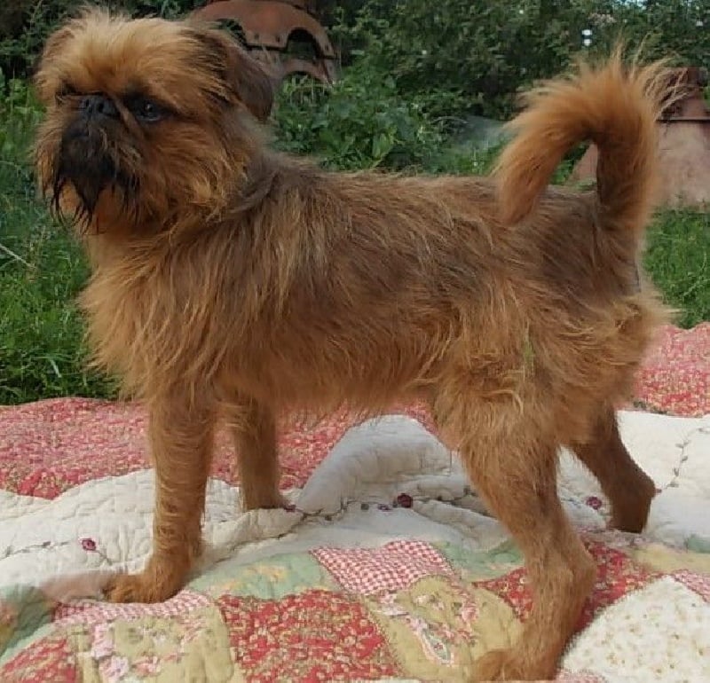 Publication : de Sabres Auteur : De Sabres...