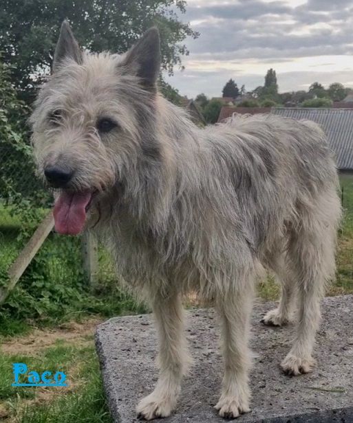 Publication : de Sabres Auteur : De Sabres Brigitte