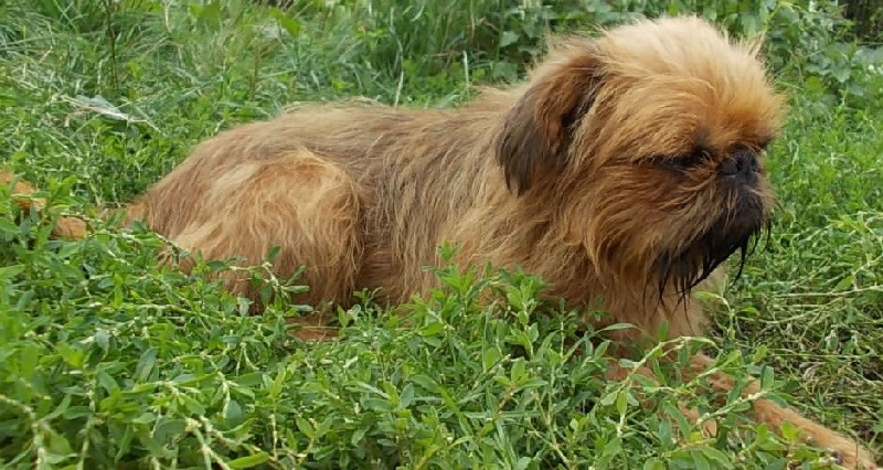 Publication : de Sabres Auteur : De Sabres...