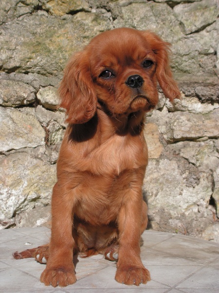 Publication : de Pink'Paradise