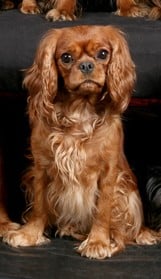 Publication : de Pink'Paradise Auteur : Katia CERUTTI