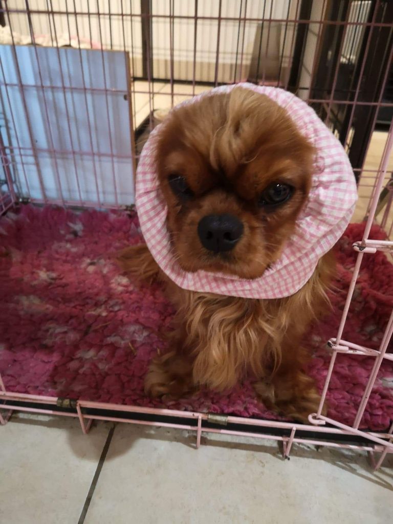 Publication : de Pink'Paradise