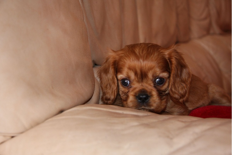 Publication : de Pink'Paradise