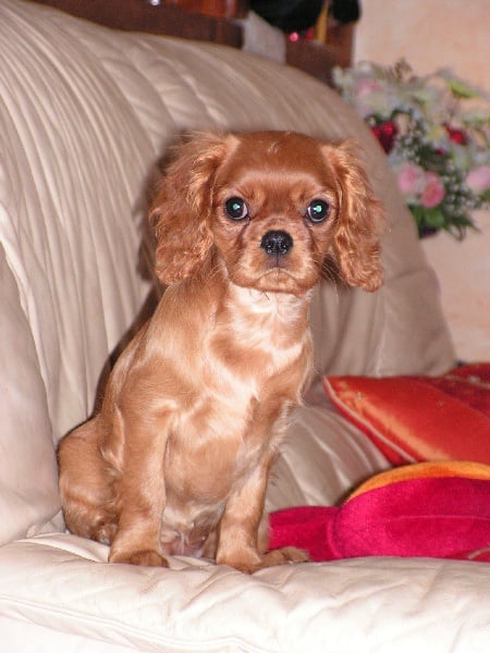 Publication : de Pink'Paradise Auteur : Katia CERUTTI