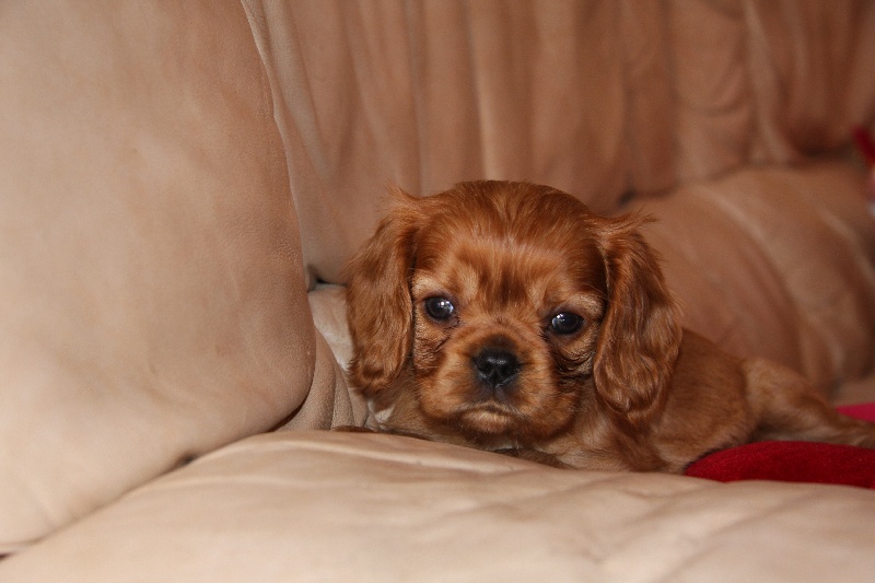 Publication : de Pink'Paradise