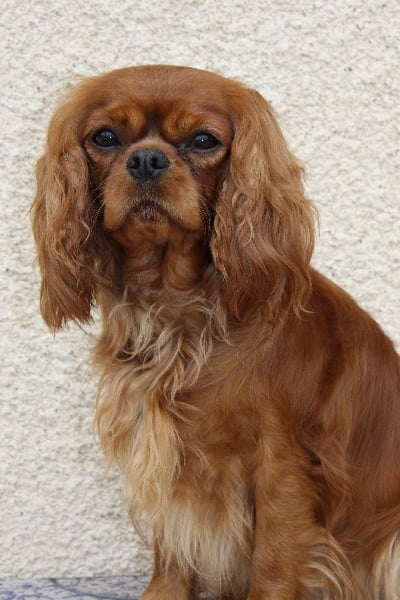 Publication : de Pink'Paradise Auteur : Katia CERUTTI