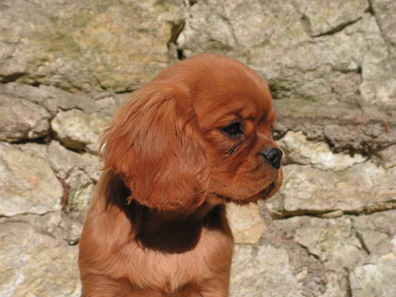 Publication : de Pink'Paradise