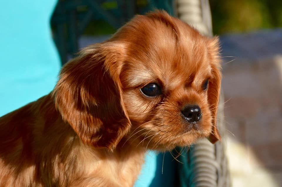 Publication : de Pink'Paradise