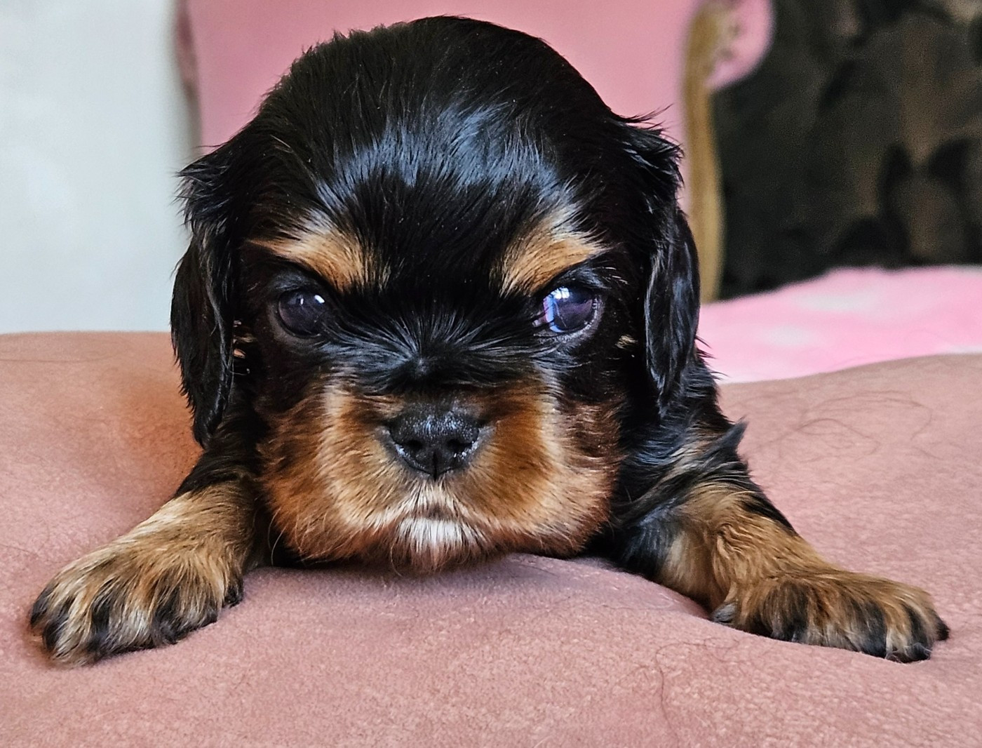 CHIOT 4 - Cavalier King Charles Spaniel