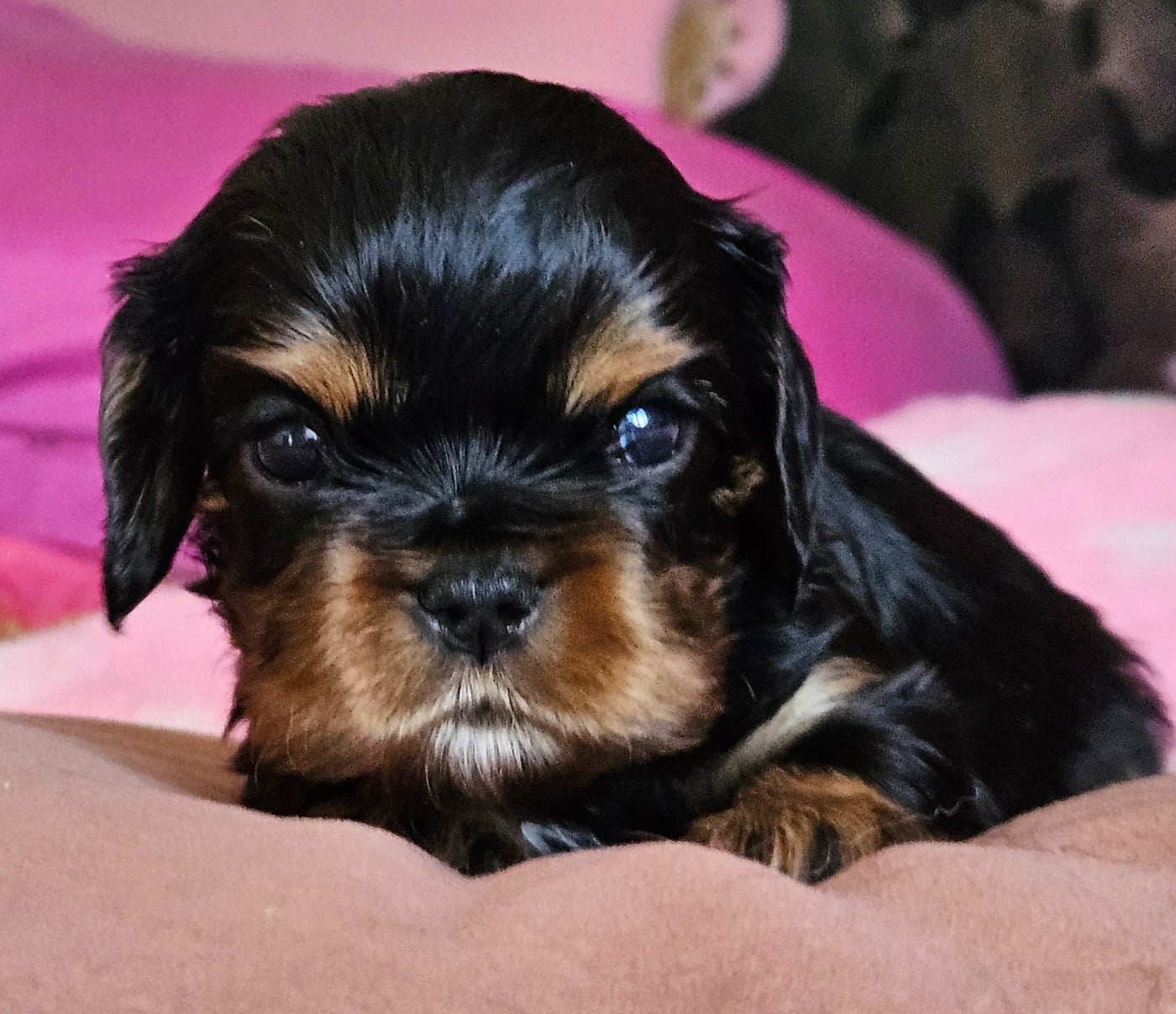 CHIOT 5 - Cavalier King Charles Spaniel