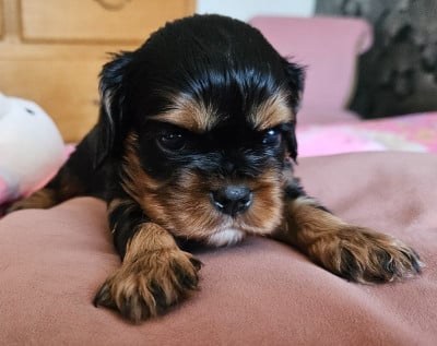 Les chiots de Cavalier King Charles Spaniel