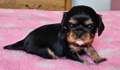 Les chiots de Cavalier King Charles Spaniel
