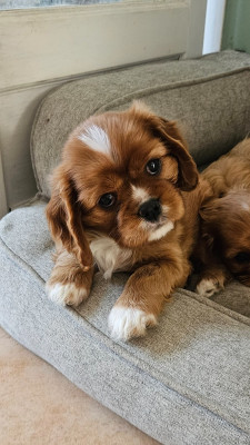 Les chiots de Cavalier King Charles Spaniel