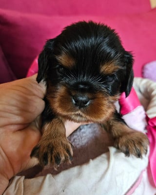 Les chiots de Cavalier King Charles Spaniel