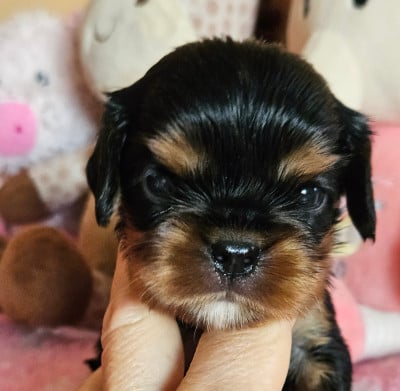 Les chiots de Cavalier King Charles Spaniel